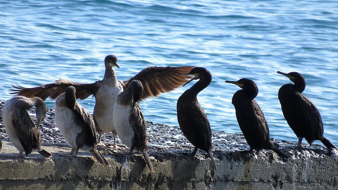 черные птицы крыма. про хохлатого длинноносого баклан. черные птицы крыма. морские водоплавающие птицы крыма. хохлатый или длинноносый баклан.