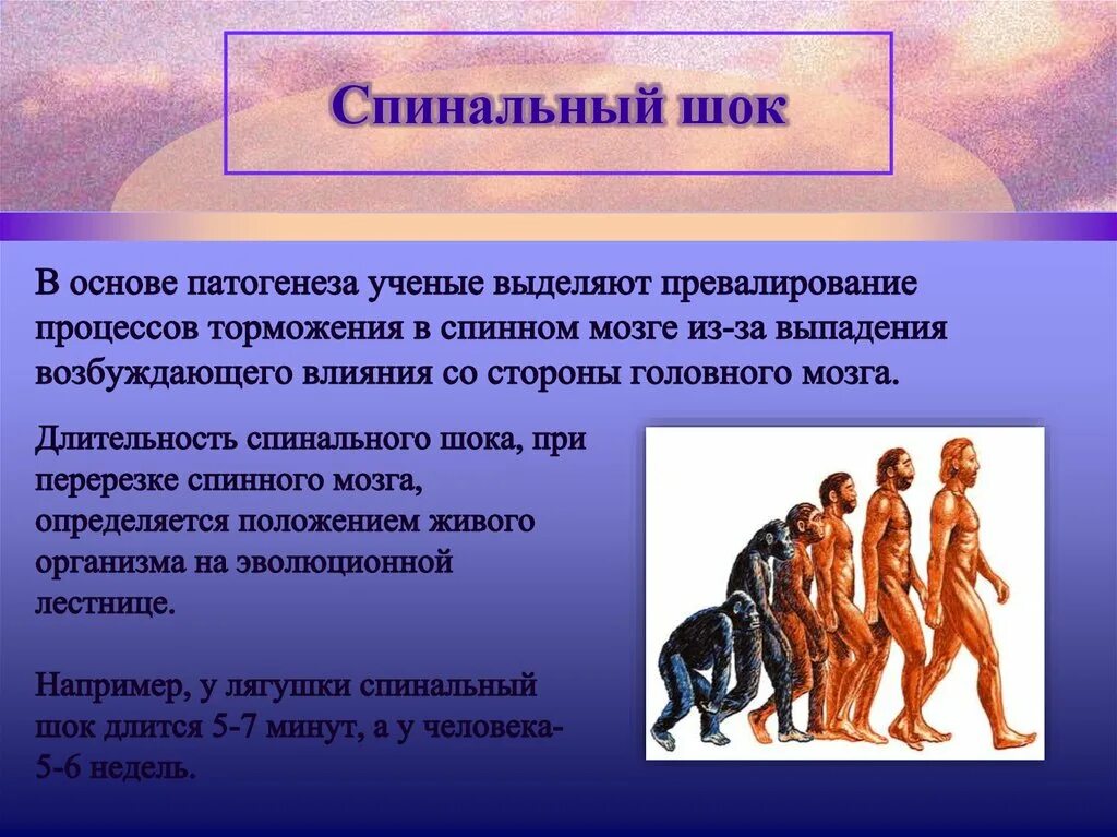 Фазы спинального шока