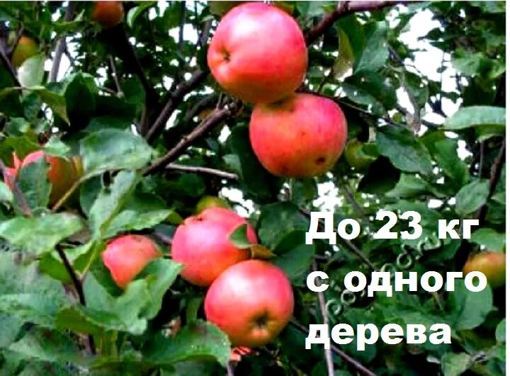 Яблоня августа описание сорта. Яблоня уэлси. яблоня августовское. яблоня сорт августа. урожайность яблони.