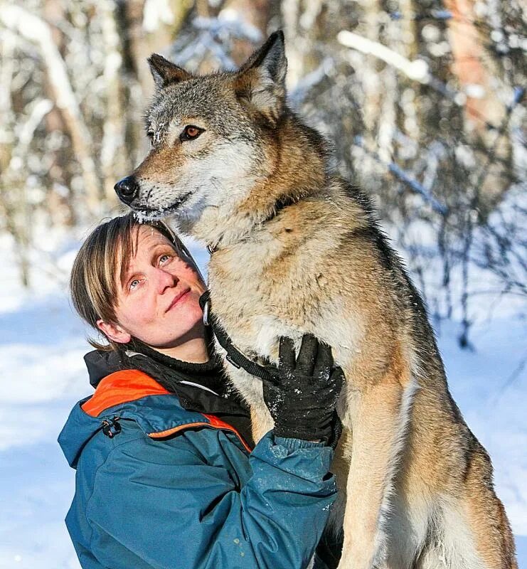 Содержание диких животных в качестве домашних питомцев. Домашние волки. Волк домашний питомец. Волк домашний в квартире. Вечерняя Москва Волков.