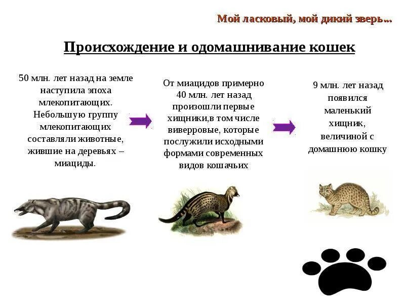 Происхождение животных 5 класс. Происхождение кошек. происхождение кошек на земле. от кого произошли кошки. отткого пооизошли кошки.