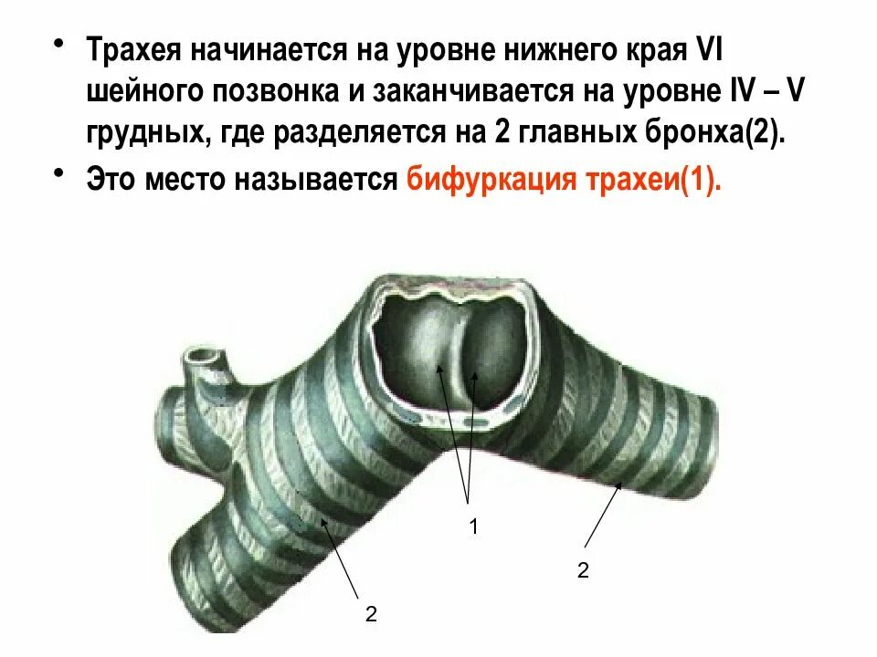 Трахея на каком уровне позвонка. Трахея топография бифуркация трахеи. киль трахеи анатомия. бифуркация трахеи на уровне грудных позвонков. карина трахеи.
