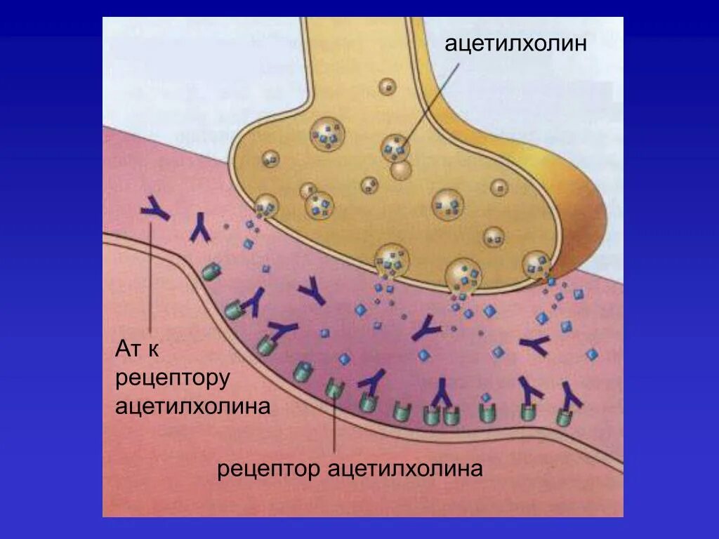 Мускариновые рецепторы ацетилхолина. Ацетилхолиновые рецепторы строение. Альтерация. Строение рецептора ацетилхолина.