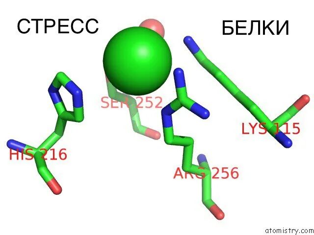 Белки стресса. Стресс белки. Стрессорные белки. Белки теплового шока. Митофузин белок стресса.