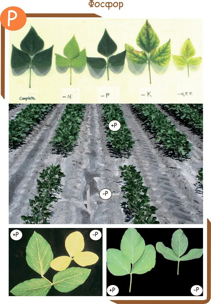 Фосфор и цветение. Фосфор и цветение. Азот фосфор калий удобрение. Влмянение изьытка ыосфора на растение. Азот фосфор калий для растений.
