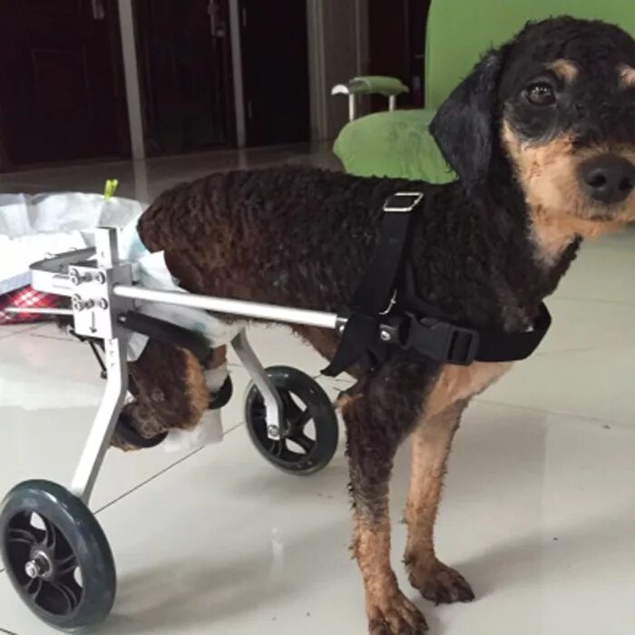 Инвалидная коляска для собак. Коляска для собак инвалидов. Инвалит ная коляска для собаки. Инвалидные коляски для собак для задних конечностей.