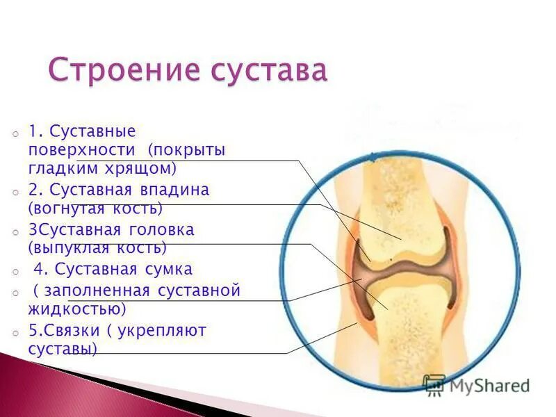 Лобковые кости полуподвижные. Суставные головки. Строение сустава суставная сумка. Суставная сумка головка. Суставные поверхности сустава.