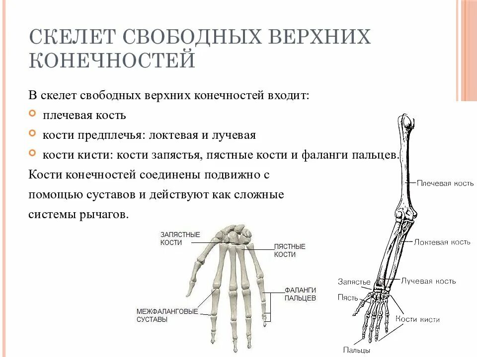 Строение скелета верхней конечности (отделы и кости). Скелет свободной верхней конечности функции. Скелет верхней конечности свободная конечность. Кости свободной верхней конечности плечевая кость.