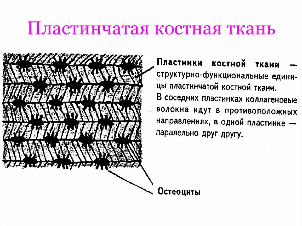 Пластинчатая костная ткань гистология. Костные пластинки пластинчатой костной ткани. Пластинчатая ткань неориентированные пучки волокон. Пластинчатая костная ткань диафиза трубчатой кости. Пластинчатый слой