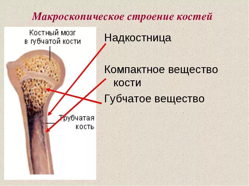 Укажите функции костей. Строение компактного и губчатого вещества кости. Строение костей губчатое и компактное вещество. Надкостница компактное вещество губчатое вещество. Строение кости надкостница компактное и губчатое вещество.