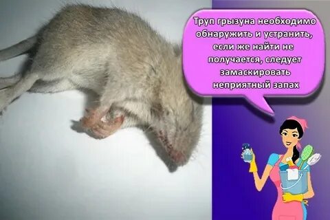Мышка воняет
