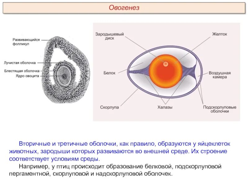 Какое оплодотворение у млекопитающих. Яйцеклетка строение желточная оболочка. Строение яйца яйцевые оболочки. Строение яйцеклетки желток. Строение яйцеклетки пресмыкающегося.