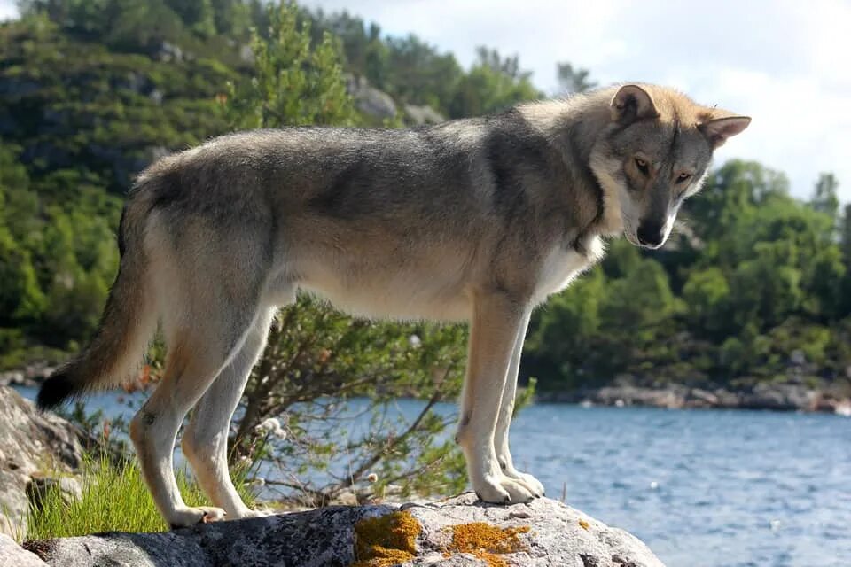 Домашний волк собака. Волчья собака Сарлоса. Порода Сарлоса. Волкособ Сарлоса. Волкособ собака Сарлоса.
