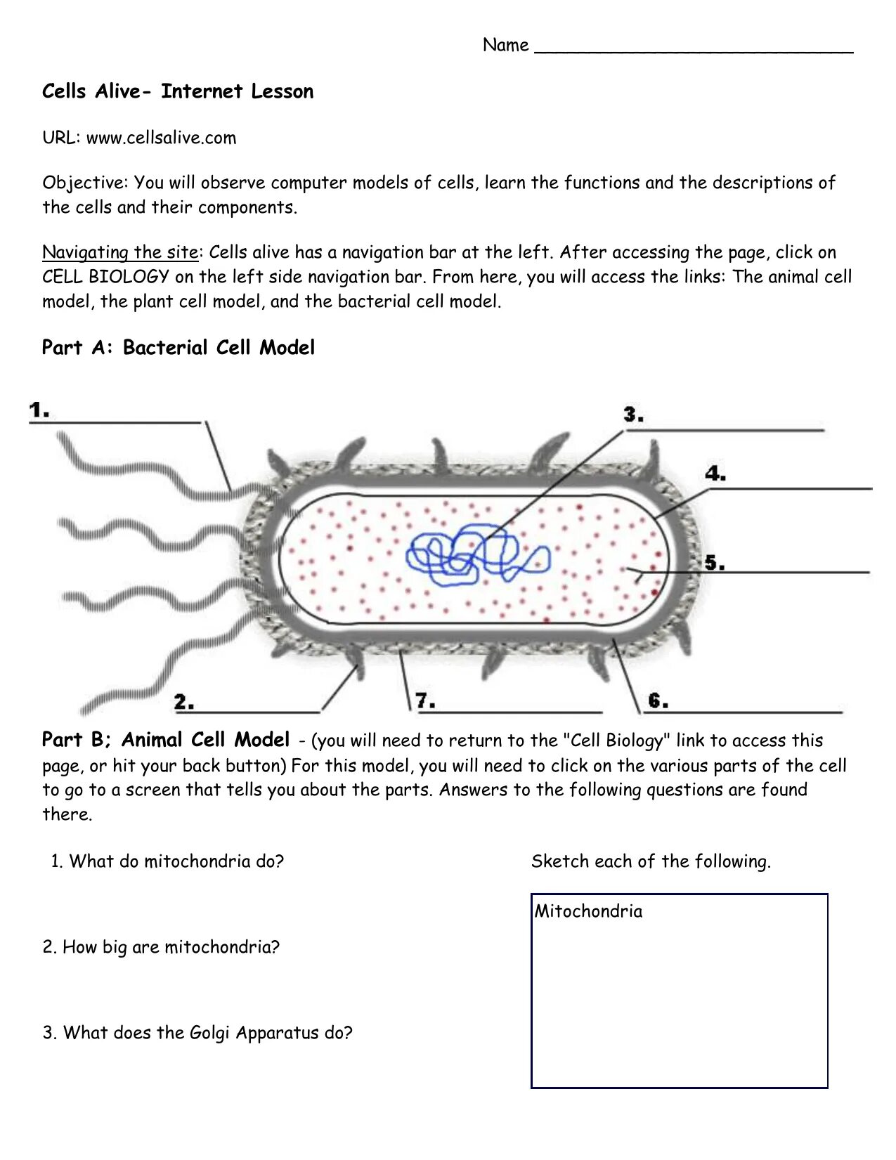 Cell communication Webquest answer Key. Worksheets cells