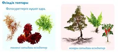 «Сушықтар» порно фильмін онлайн көріңіз