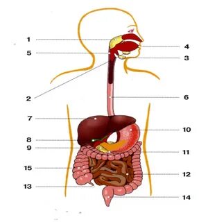Силикон еріндері бар қыз порно