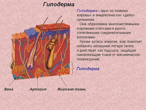 Нервное окончание в гиподерме