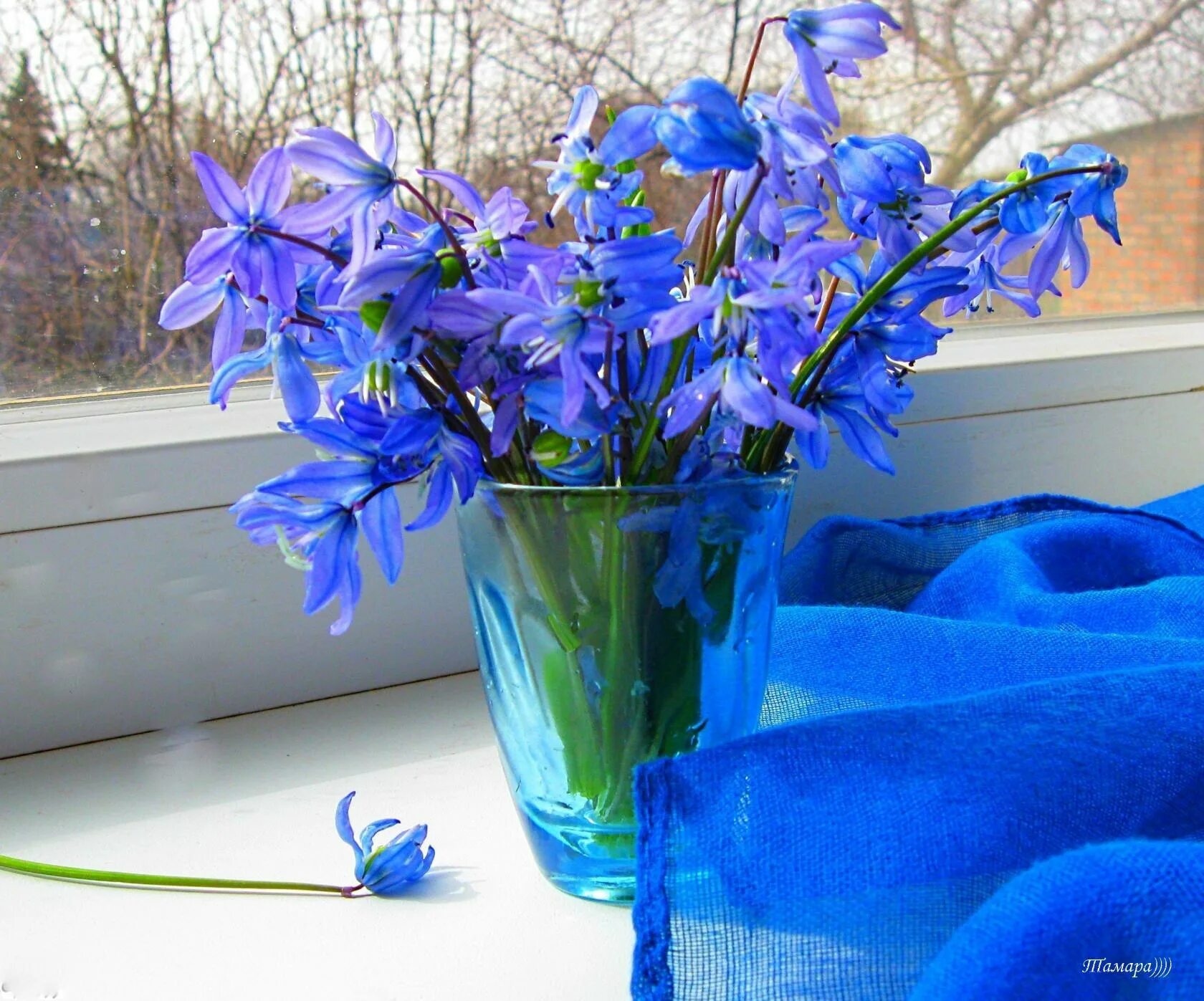 Благословенного утра и прекрасного дня. Доброе утро пролески. Доброе благословенное утро Весна. Благословенного весеннего дня. Доброе утро с голубыми подснежниками.