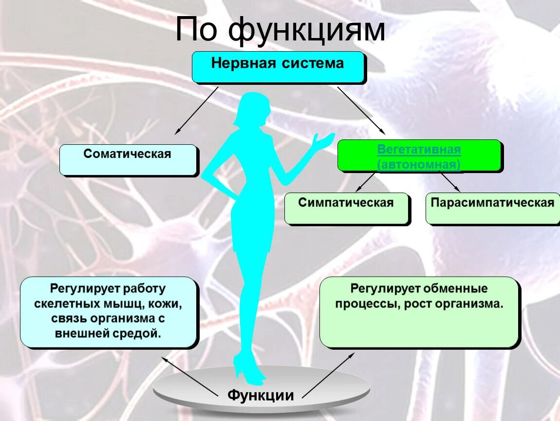 Как нервная система регулирует работу органов биология. Нервная система по функциям. Функции отделов нервной системы. Функции соматической нервной системы. Нервнвя система АО функциям.