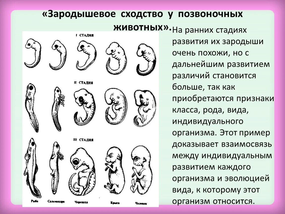 На каких стадиях развития онтогенеза и филогенеза. Этапы эмбрионального развития позвоночных животных. Зародышевое сходство у позвоночных. Стадии зародышевого развития позвоночного животного. Сходство стадии зародышевого развития позвоночных.