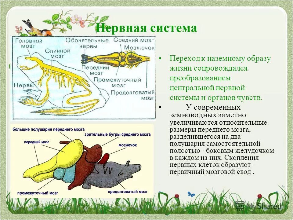 Черты внутреннего строения амфибий. Нервная система система земноводных. Земноводные строение дыхательной системы. Дыхательная система земноводного строение. Дыхательная система лягушки 7 класс биология.