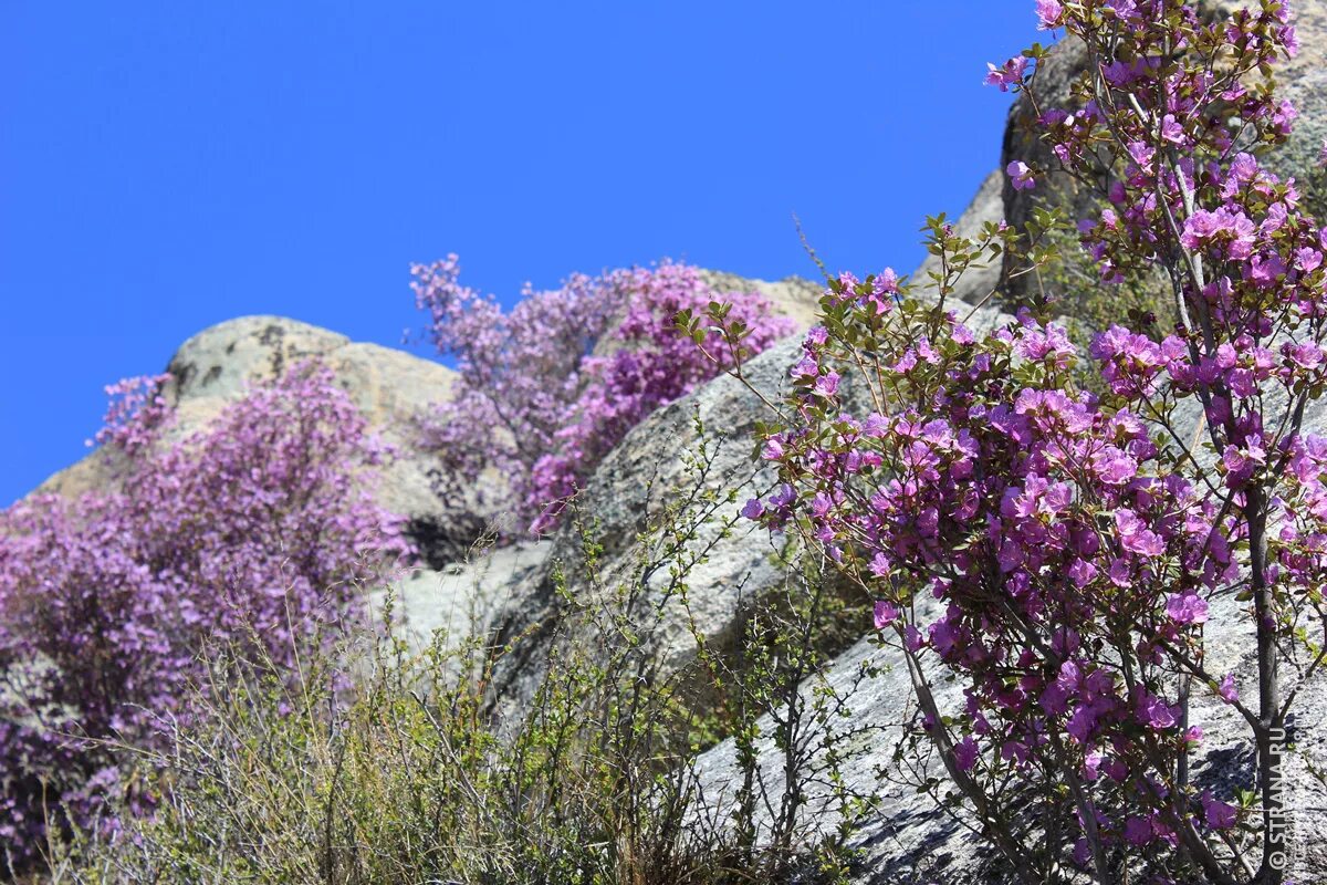 когда цветет алтай. цветущий маральник на телецком озере. цветение маральника горный алтай. цветение маральника на алтае 2022. маральник горный алтай цветет.