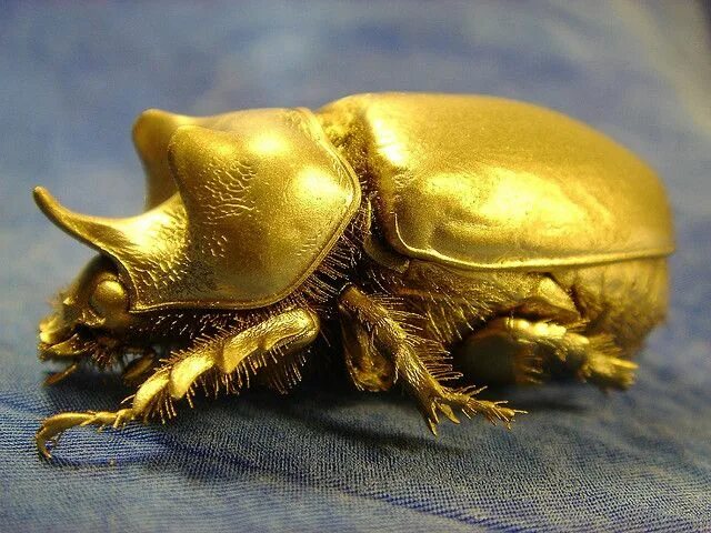 Golden Stag Beetle, Dried Beetle Stock Image - Image of dried, beetle: 77700185