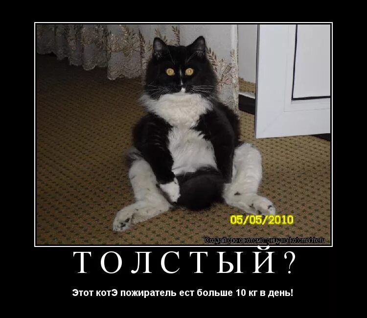 мяса много не бывает юмор. ой испугался. масяня ничего не хочется. смешные коты с надписями. а что ты тут ожидал увидеть.