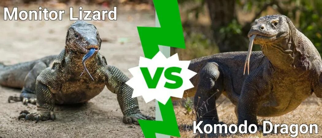 Против ящерицы. Варан и монитор. How Fight Komodo Dragon. Kokek jantan Lizard vs boa!.