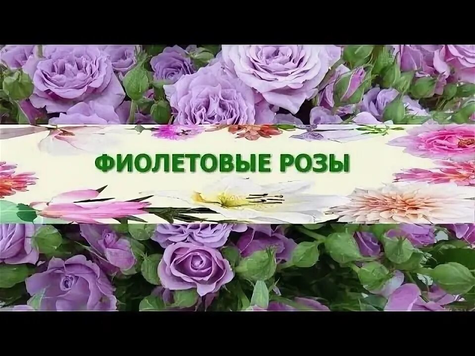 Кустовая сиреневая поза. Песня в саду сиреневые розы остались век. Песня в саду сиреневые розы остались век. Песня в саду сиреневые розы остались век. Песня в саду сиреневые розы остались век.