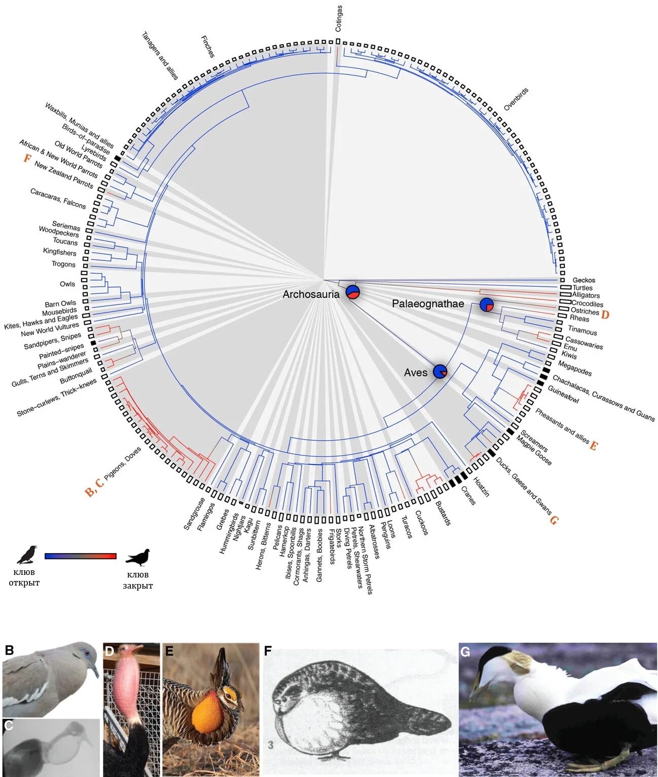 Филогенетическое Древо птиц. Филогенетическое дерево птиц. Эволюционное Древо птиц. Филогенетический ряд птиц. Как издать звук голубя