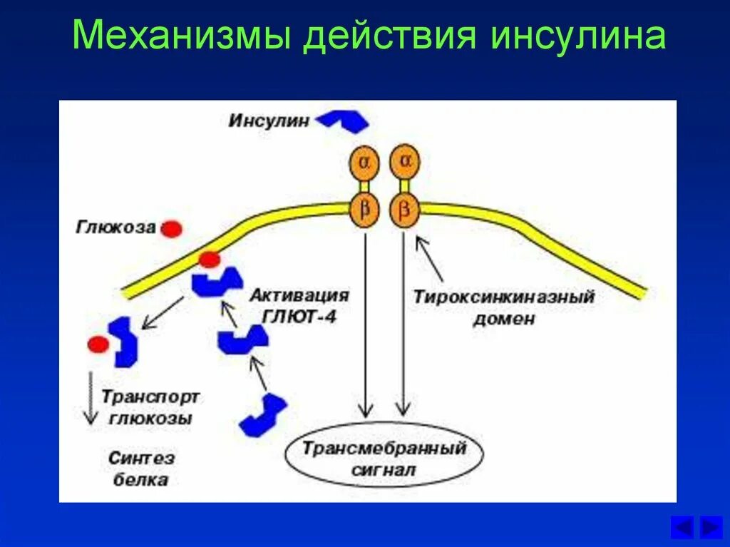 Адреналин и инсулин характеристики. Механизм действия инсулина на клетки мишени. Механизм действия инсулина биохимия. Действие инсулина на клетку схема. Схема механизма действия инсулина на клетку-мишень..