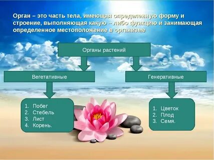 Орган что это биология