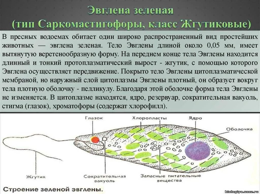 Тип простейшие жгутиковые