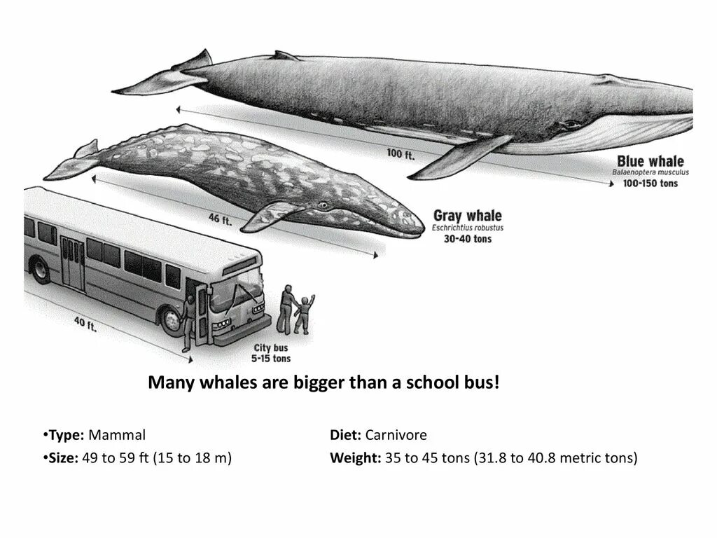 Сколько длиной самый большой кит. Голубой кит Размеры и вес. Синий кит длина. Синий кит в сравнении с человеком. Голубой кит Размеры.