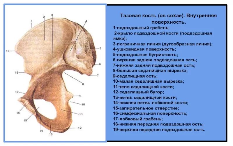 Внутренняя поверхность костей