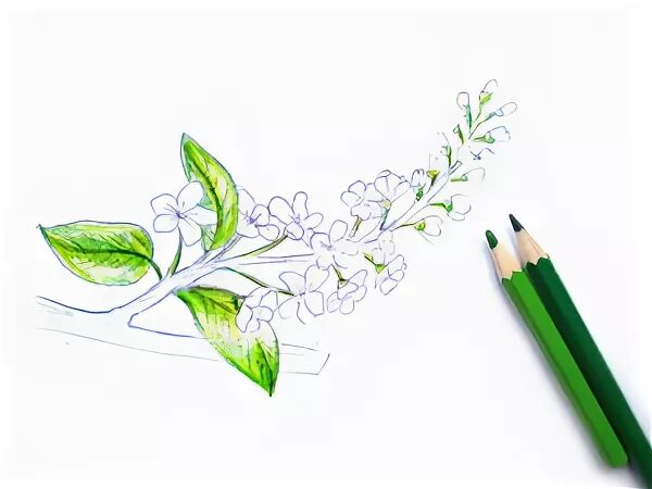 рисуем черемуху с детьми. ваза с сиренью 4 класс. черемуха рисунок.