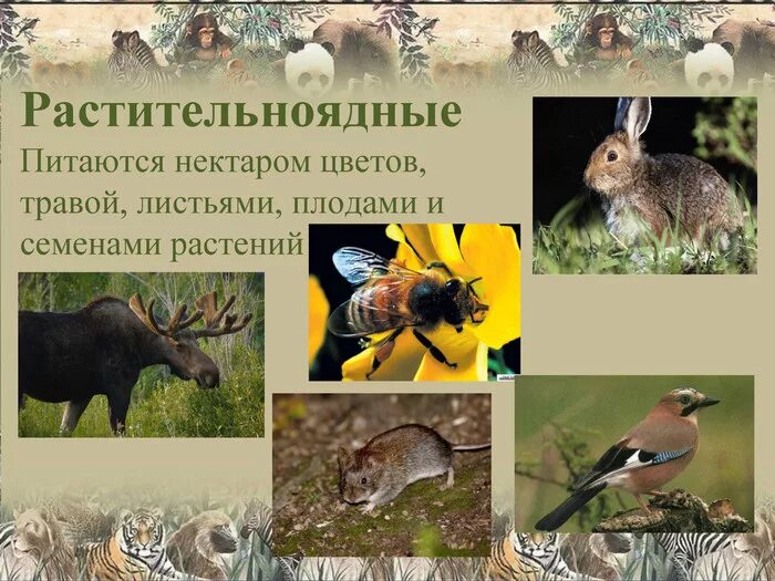 Растение растительноядное животное