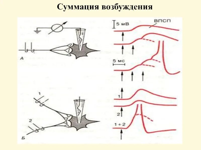 Пространственная и временная суммация возбуждений. Суммация физиология. Суммация физиология. Суммация физиология. Суммация в цнс.