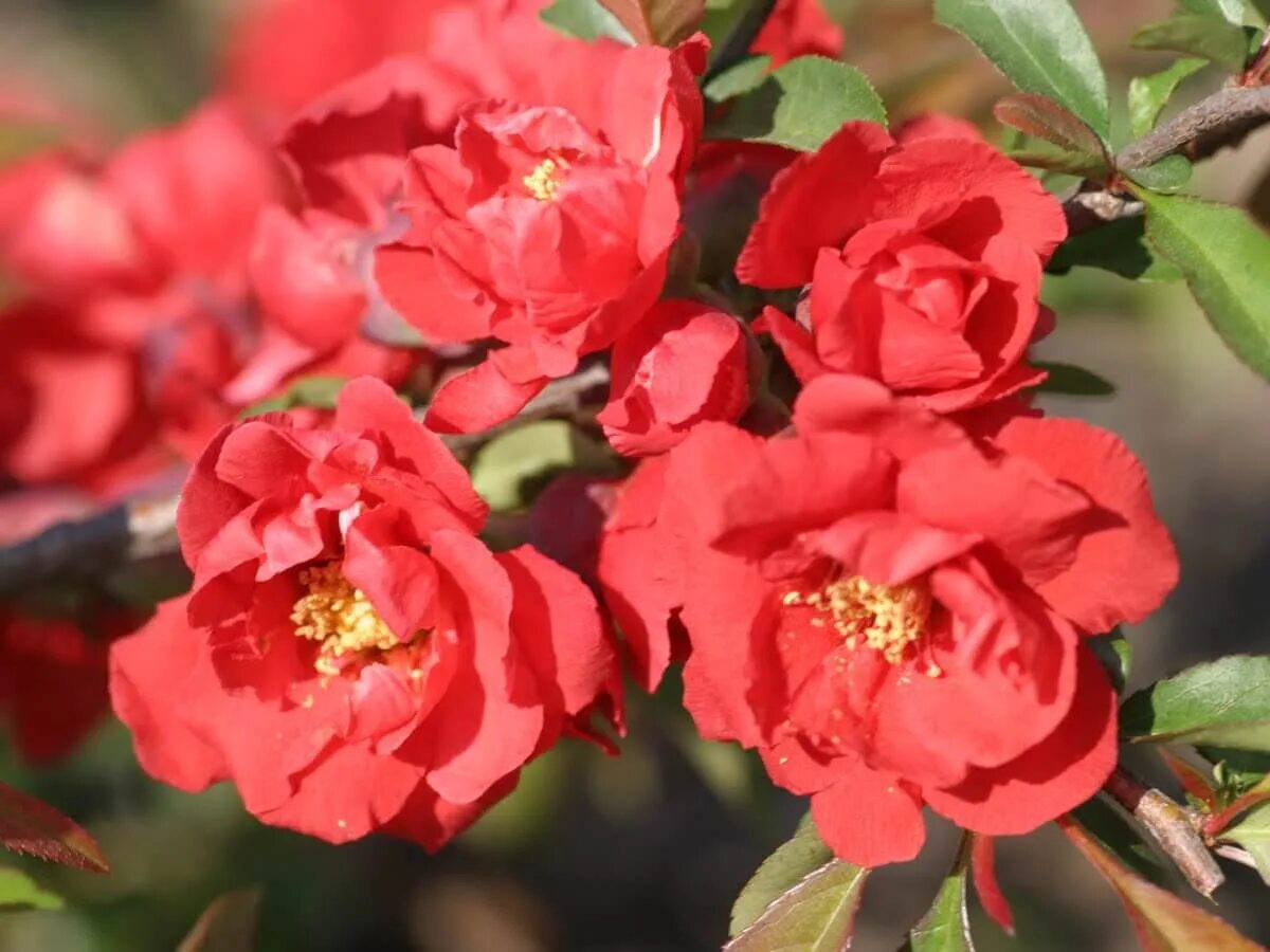 Хеномелес катаянский. Японская айва хеномелес кустарник. Лимонная айва хеномелес. Соперник айвы и шарпа. Соперник айвы и шарпа.