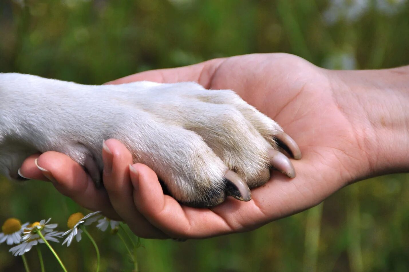 Возьми в лапки. Собачья лапа и рука человека. Лапа собаки и рука человека. Собака друг человека. Дружба собаки и человека.