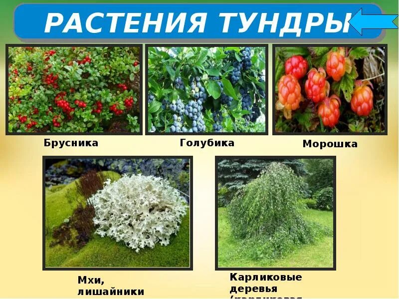 Чем растения тундры отличаются от смешанных лесов. Растения тундры. растительный мир россии презентация. какие растения в тундре. тема урока растительный и животный мир.