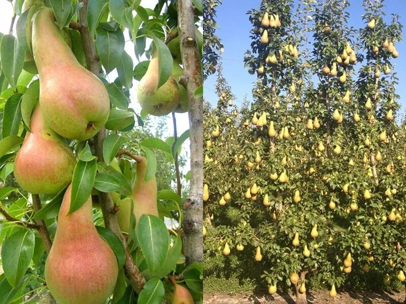 Груша аббат Фетель. Сорт груши аббат Фетель. Аббат (сорт груш). Саженцы груша аббат Фетель. Груша аббат фетель описание отзывы