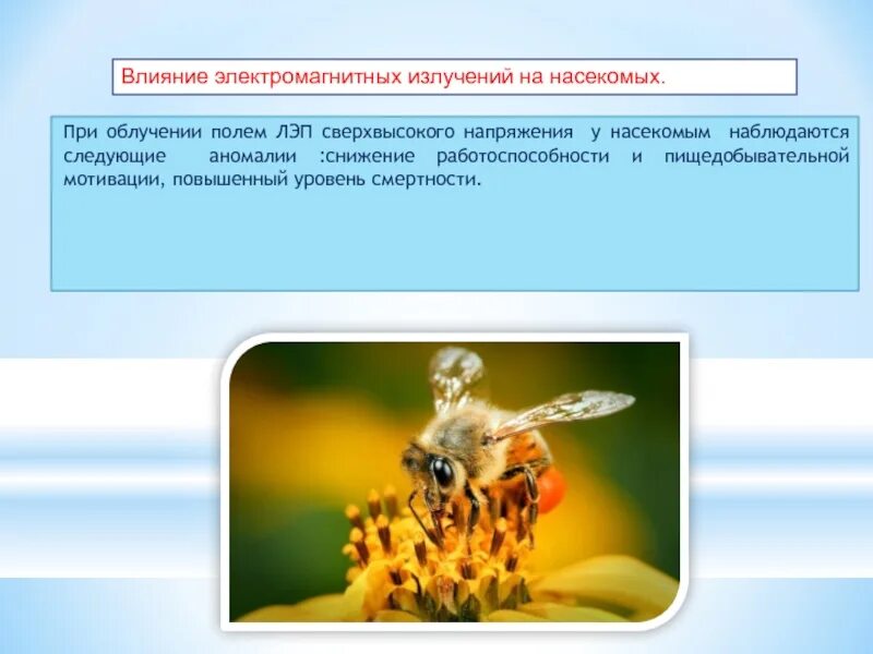 Электромагнитное поле живого организма. Воздействие электромагнитного излучения на животных. Воздействие электромагнитного излучения на насекомых. Влияние магнитного поля на насекомых. Воздействие электромагнитного излучения на растения.