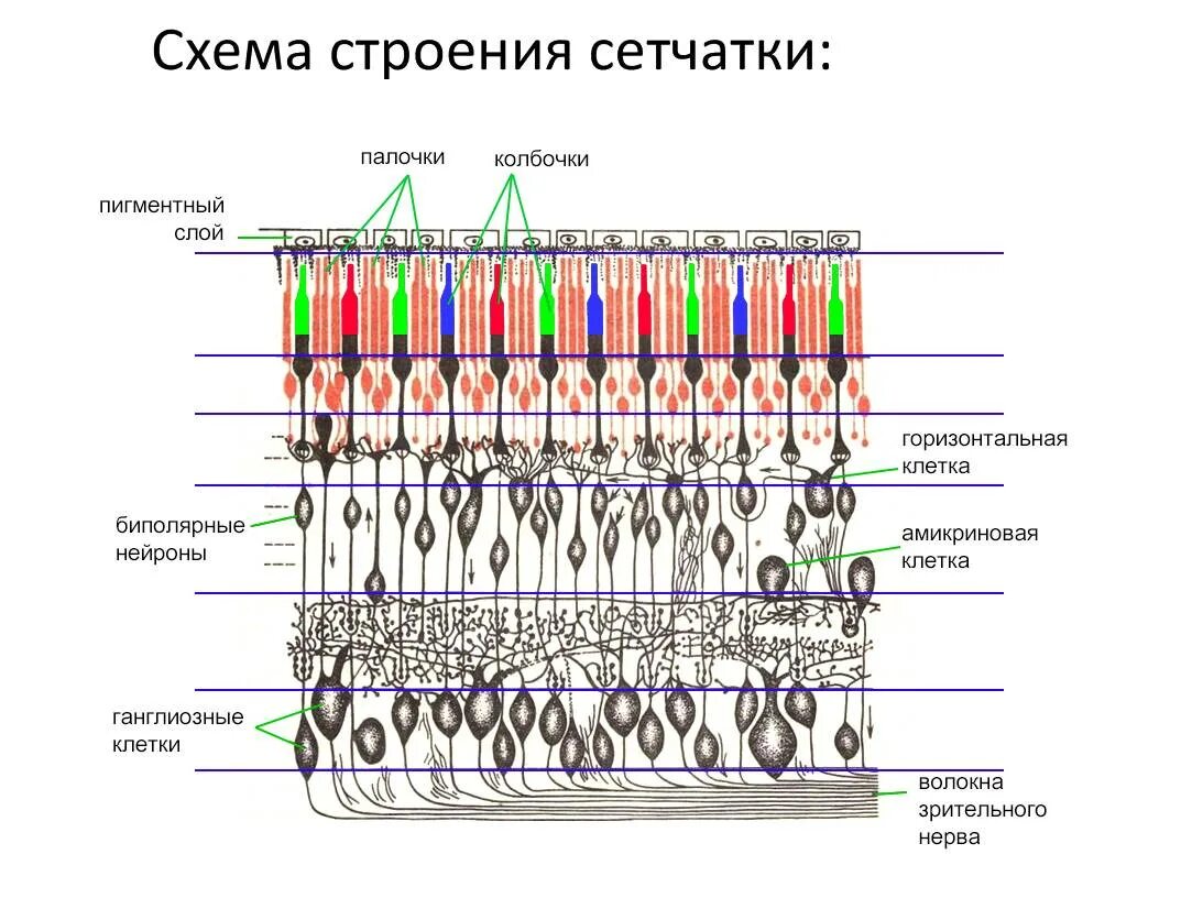 Колбочки глаза какая оболочка. Слои сетчатки 10 слоев. Строение сетчатки 10 слоев. Строение сетчатки гистология. Схема строения сетчатки гистология.