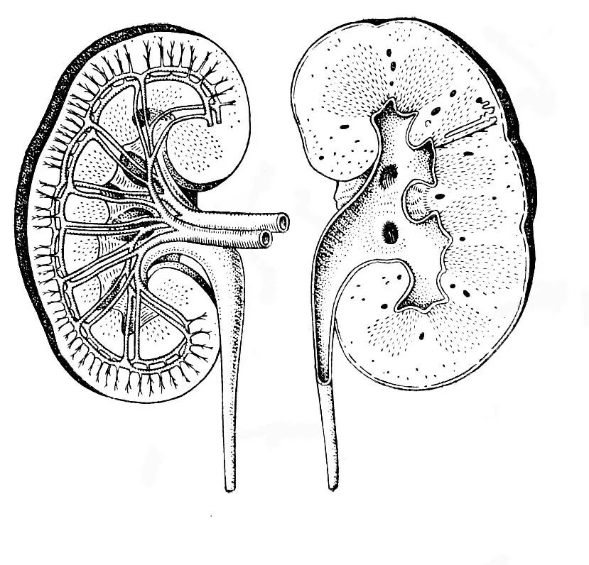 Почечная лоханка рисунок. Строение почки пиелонефрит человека. Строение почки человека чб. Строение почки черно белое. Выделительный нефроз морфология.