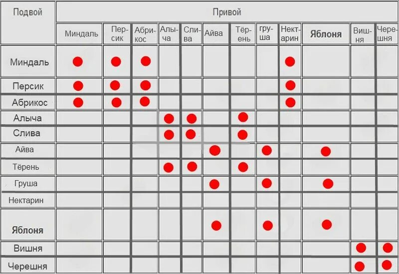 Совместимость прививок плодовых деревьев таблица. Таблица совместимости прививки плодовых деревьев. Совместимость подвоя и привоя плодовых деревьев таблица. Совместимость плодовых деревьев для прививки. Соседство яблони