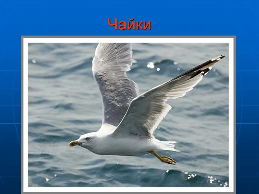 Текст про чаек. Слово Чайка. Чайка текст. Буква й Чайка. Где живет Чайка.