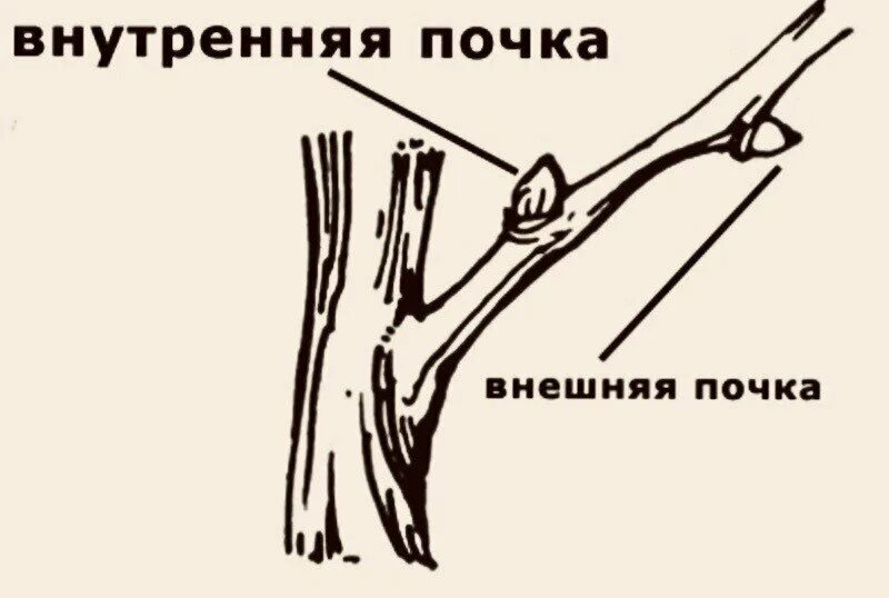 Обрезка на внешнюю почку. Обрезка на внешнюю почку это как. Обрезка яблони на внешнюю почку. Подрезка на наружную почку.