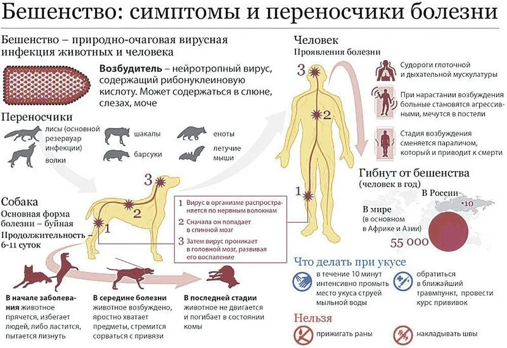 Как понять что собака умирает признаки